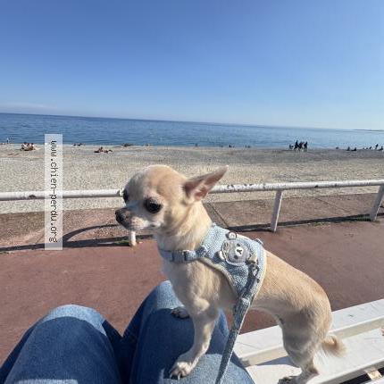 Photo 1/1 Mozza Chien lost in Nice