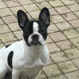 Picture of dog lost at Sin Le Noble