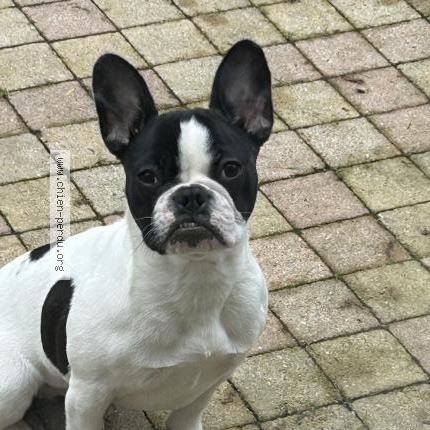 Photo 1/1 Th&eacute;r&egrave;se Chien lost in Sin le noble