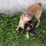 Picture of dog found at Soumoulou