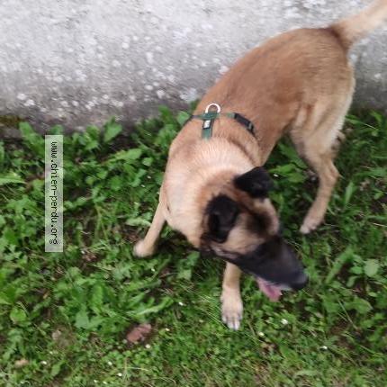 Photo 1/1 Found dog Found in Soumoulou