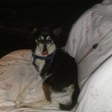 Picture of dog lost at Arucas