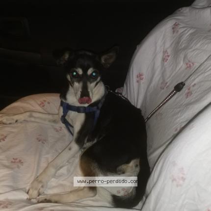 Photo 1/1 Puchi Chien lost in Arucas