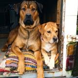 Picture of dog lost at Moreac