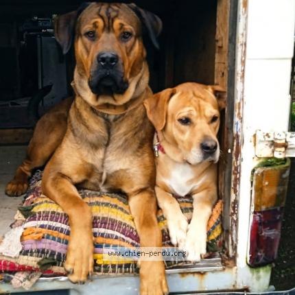 Photo 1/1 Ofilos Chien lost in Moreac