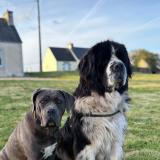 Picture of dog lost at Berrien