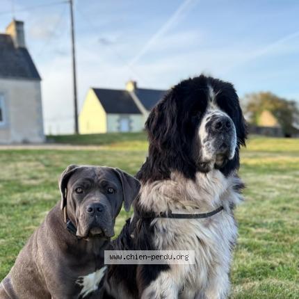 Photo 1/1 Rop's Chien lost in Berrien