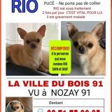 Picture of dog lost at La Ville Du Bois