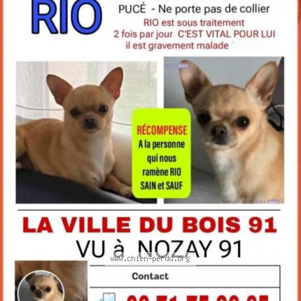 Photo 1/1 Rio Chien lost in La ville du bois