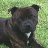 Picture of dog lost at Saulnieres