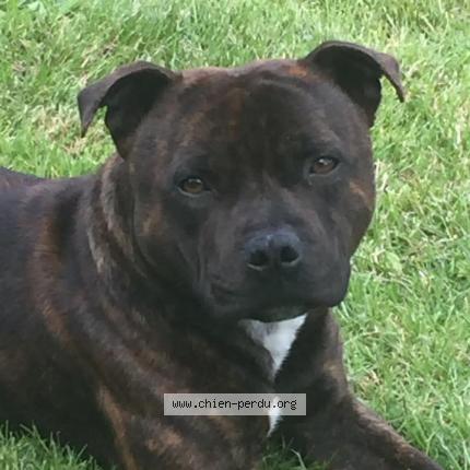 Photo 1/1 donuts Chien lost in Saulnieres