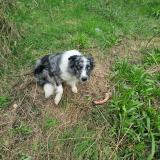 Picture of dog lost at La Barde