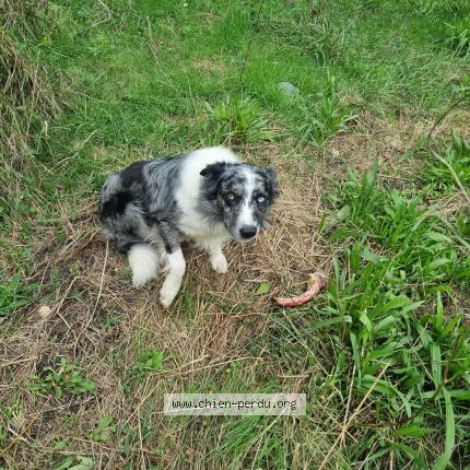 Photo 1/1 Mendi Chien lost in La barde