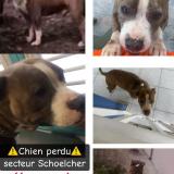 Picture of dog lost at Schoelcher