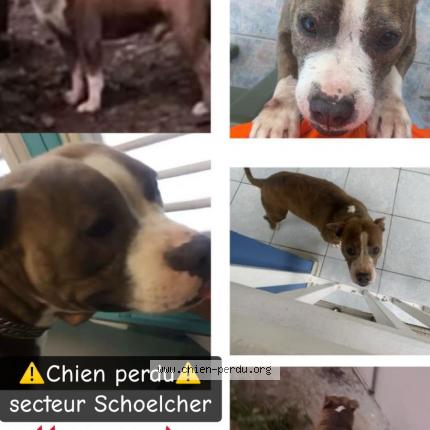 Photo 1/1 Djama Chien lost in Schoelcher