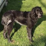 Picture of dog lost at Valliquerville