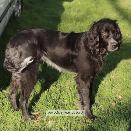 Photo 1/1 Briac Chien lost in Valliquerville