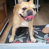 Picture of dog found at Neuilly Crimolois