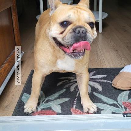 Photo 1/1 Found dog Found in Neuilly crimolois