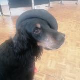 Picture of dog lost at Nueil Les Aubiers