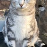 Picture of dog lost at Bruxelles