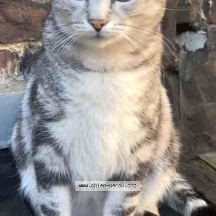 Photo 1/1 Jetset Chien lost in Bruxelles