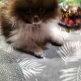 Picture of dog lost at Granville