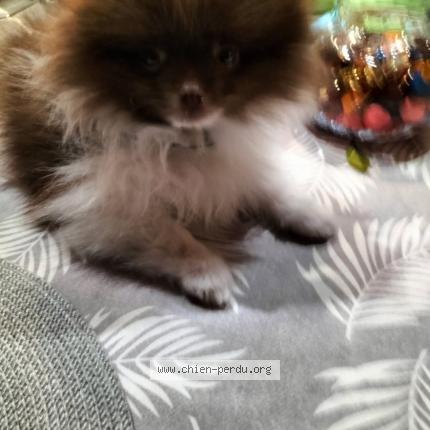 Photo 1/1 Vik Chien lost in Granville