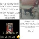 Picture of dog lost at Lomas De Zamora