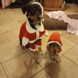 Picture of dog lost at Hericourt