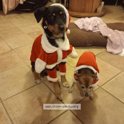 Photo 1/1 Luna Chien lost in Hericourt