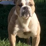 Picture of dog lost at Eyguieres