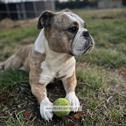 Photo 2/2 Elvira Chien lost in Eyguieres