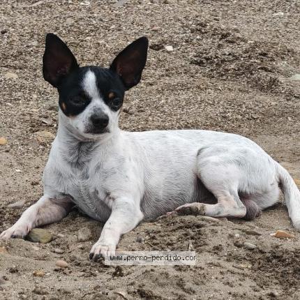 Photo 1/1 Odié Chien lost in Bijagua de upala