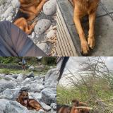 Picture of dog lost at St Benoit