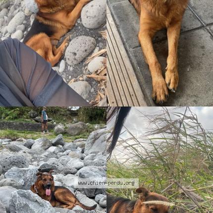 Photo 1/1 Pixou Chien lost in St benoit