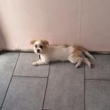 Picture of dog lost at Seraing