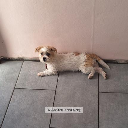 Photo 1/1 Bella Chien lost in Seraing