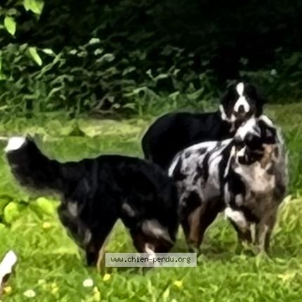 Photo 1/1 Found dog Found in Condat sur ganaveix