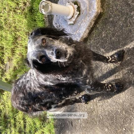 Photo 1/1 Jazzy Chien lost in La baudriere