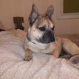 Picture of dog lost at Fonsorbes