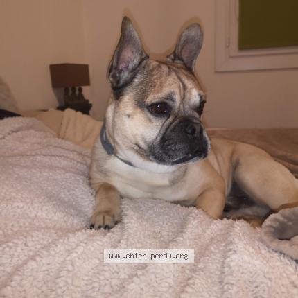 Photo 1/1 Lucky Chien lost in Fonsorbes