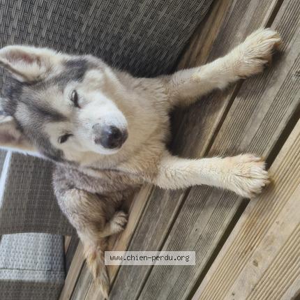 Photo 1/1 Found dog Found in Saillagouse