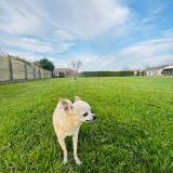 Picture of dog lost at Juan Les Pins