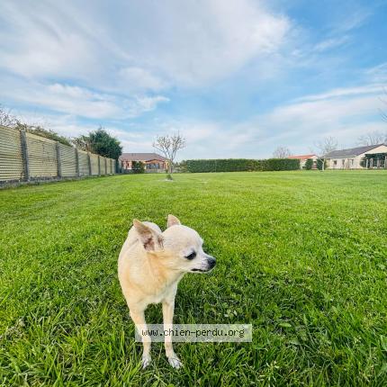 Photo 1/1 Tito Chien lost in Juan les pins