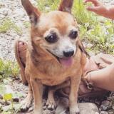 Picture of dog lost at Les Eparres