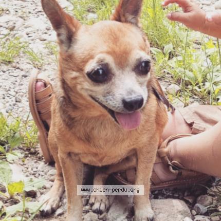 Photo 1/1 Ilou Chien lost in Les eparres