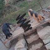 Picture of dog lost at Saint Etienne De Lugdares