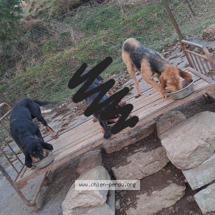 Photo 1/1 Tourbillon ulysse Chien lost in Saint etienne de lugdares