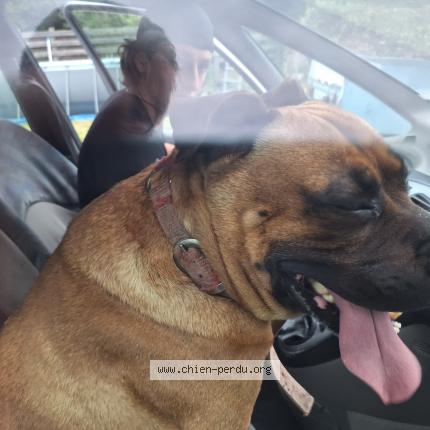 Photo 1/1 Found dog Found in Bussac foret 17210